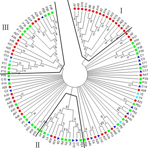 mega phylogenetic tree